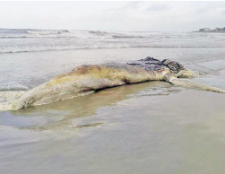 Baleia morta aparece em Matinhos